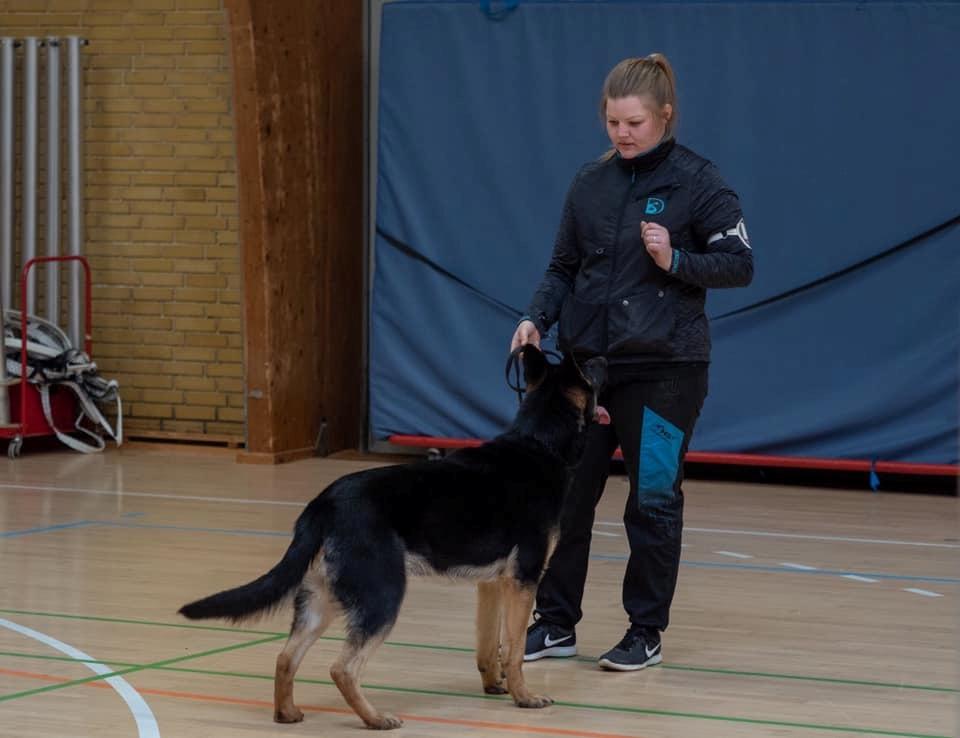 Schæferhund Glarbo Quincy billede 4