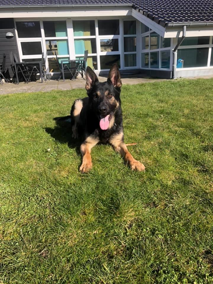 Schæferhund Glarbo Quincy billede 5