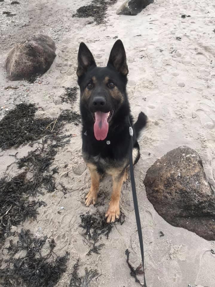 Schæferhund Glarbo Quincy billede 6