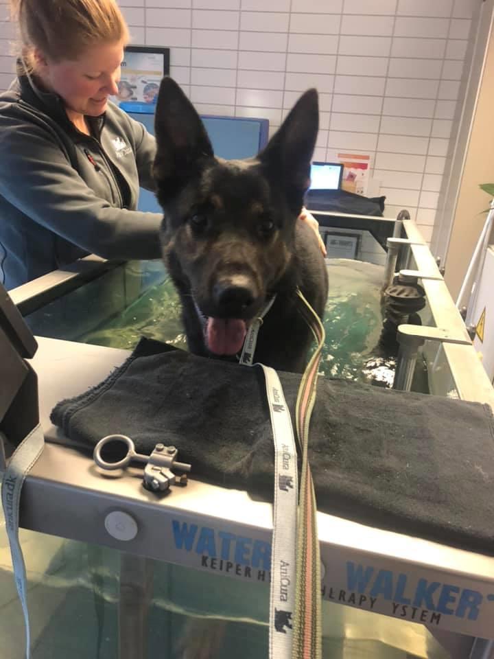 Schæferhund Glarbo Quincy billede 7