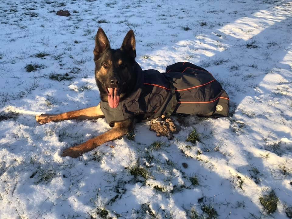 Schæferhund Glarbo Quincy billede 8