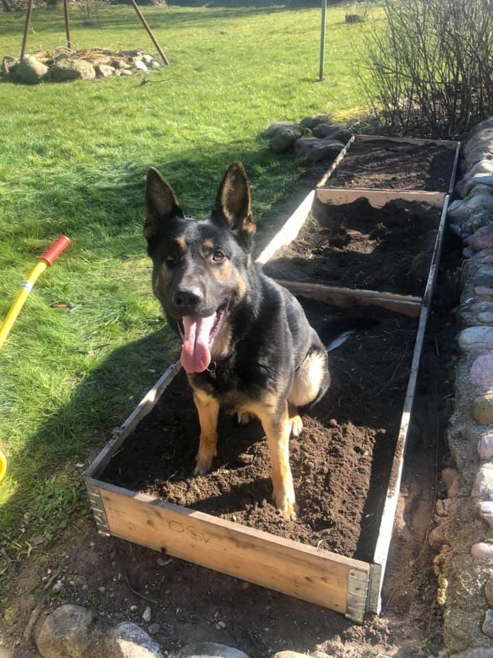 Schæferhund Glarbo Quincy billede 9
