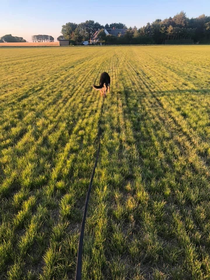 Schæferhund Glarbo Quincy billede 10