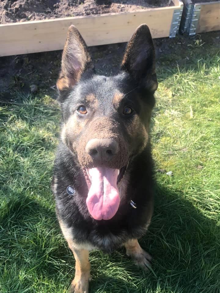 Schæferhund Glarbo Quincy billede 11