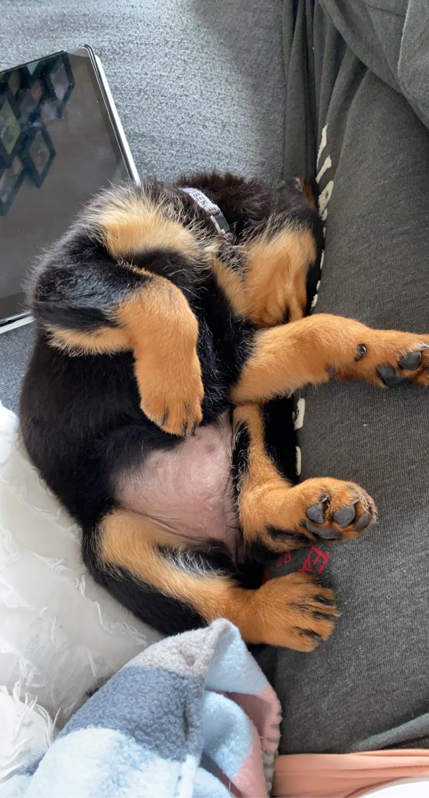 Rottweiler Ivy billede 1