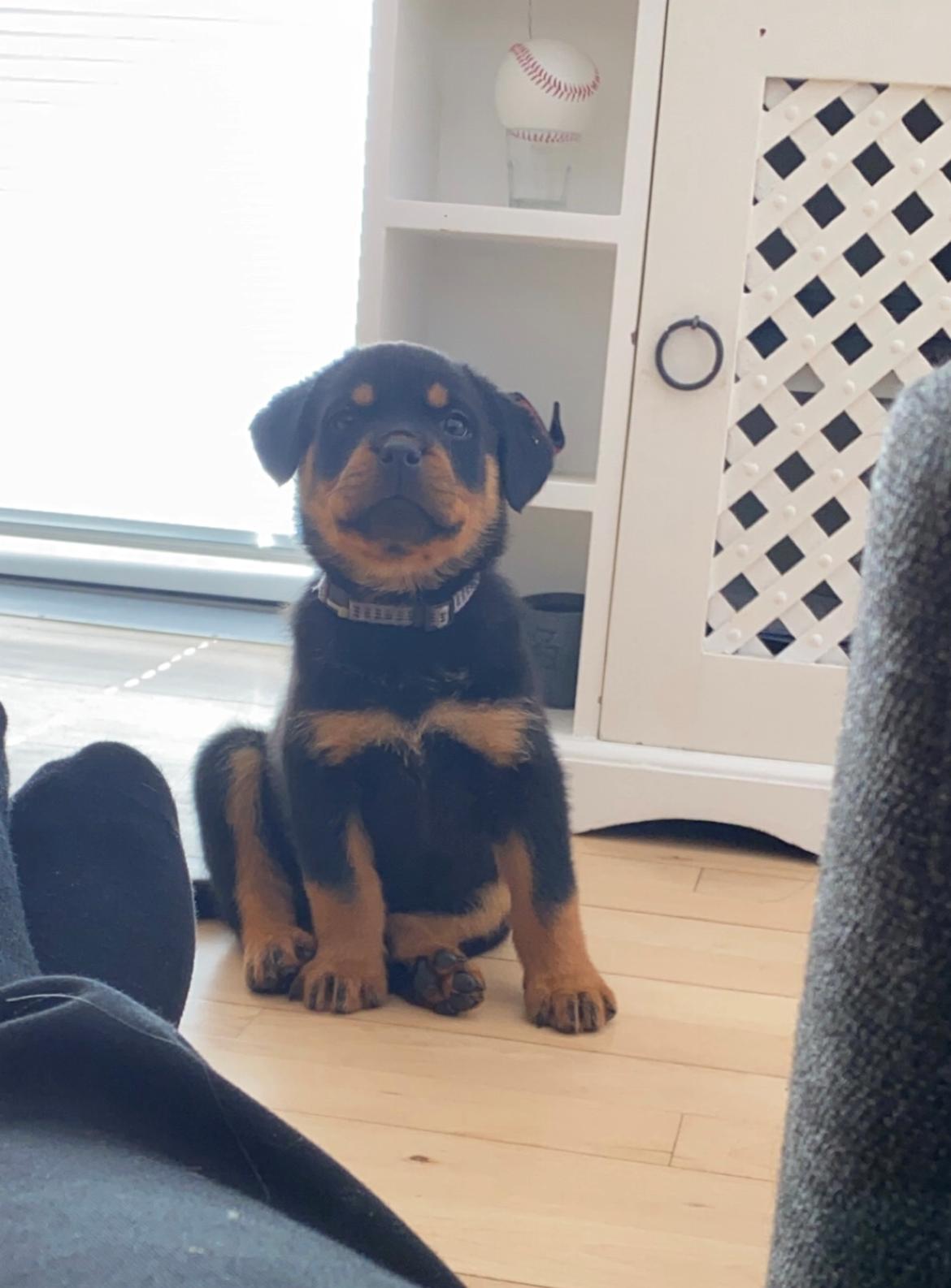 Rottweiler Ivy billede 2