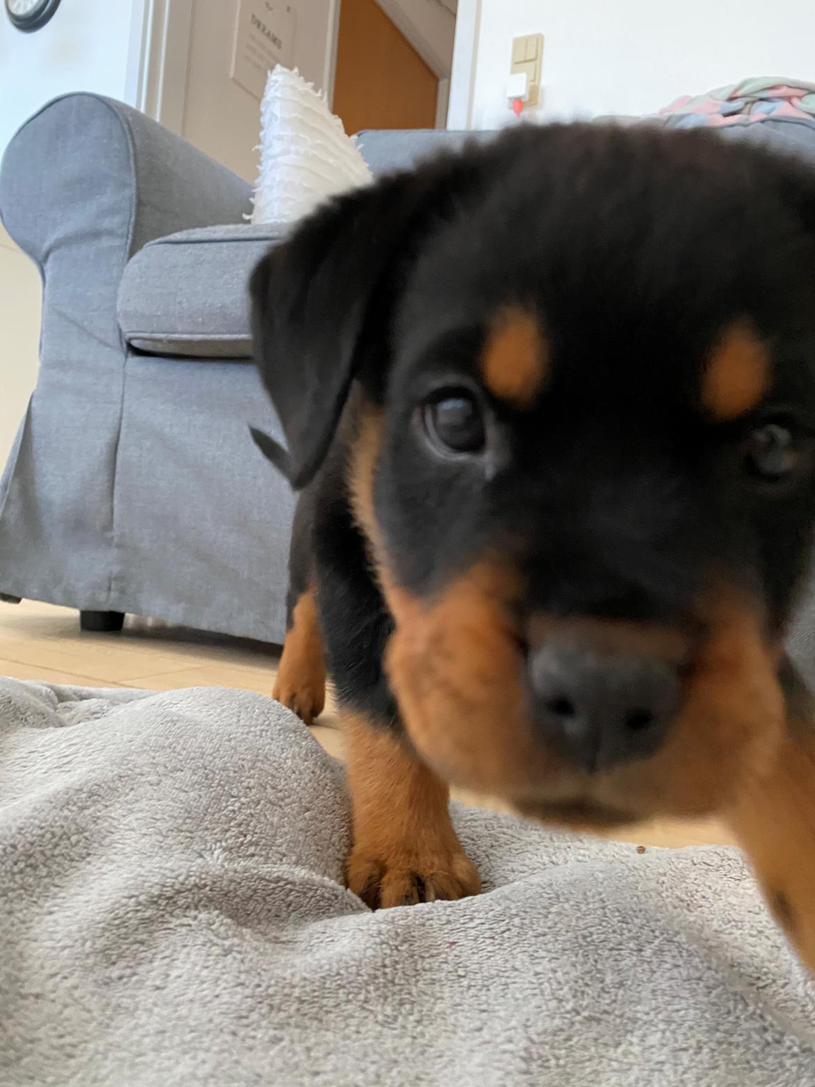 Rottweiler Ivy billede 4