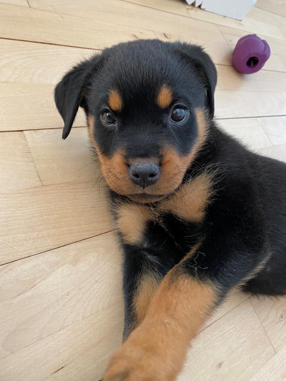 Rottweiler Ivy billede 5