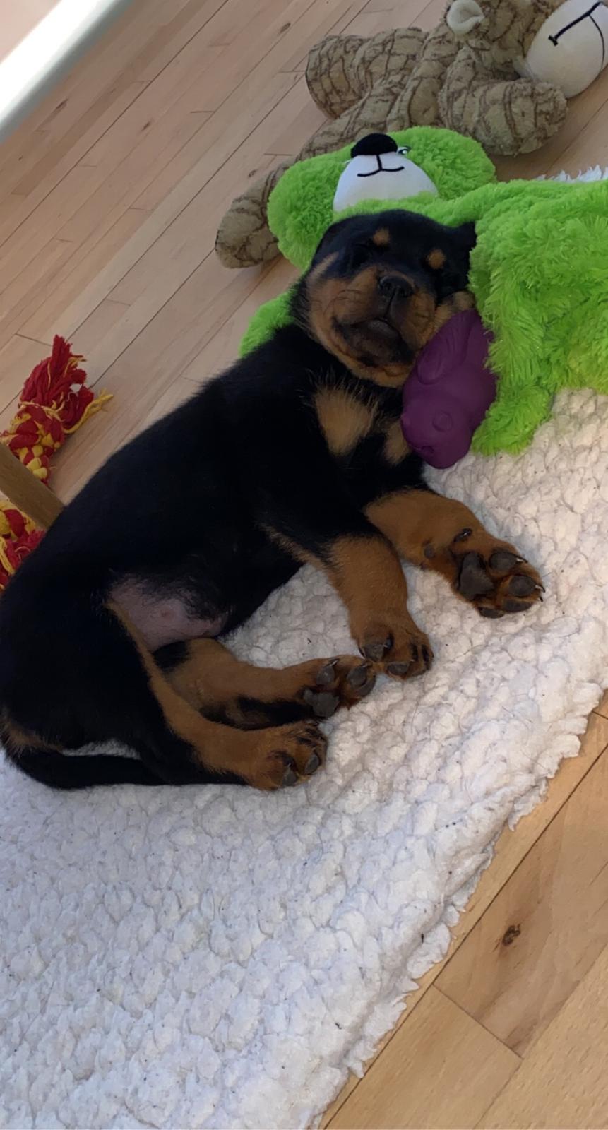 Rottweiler Ivy billede 7