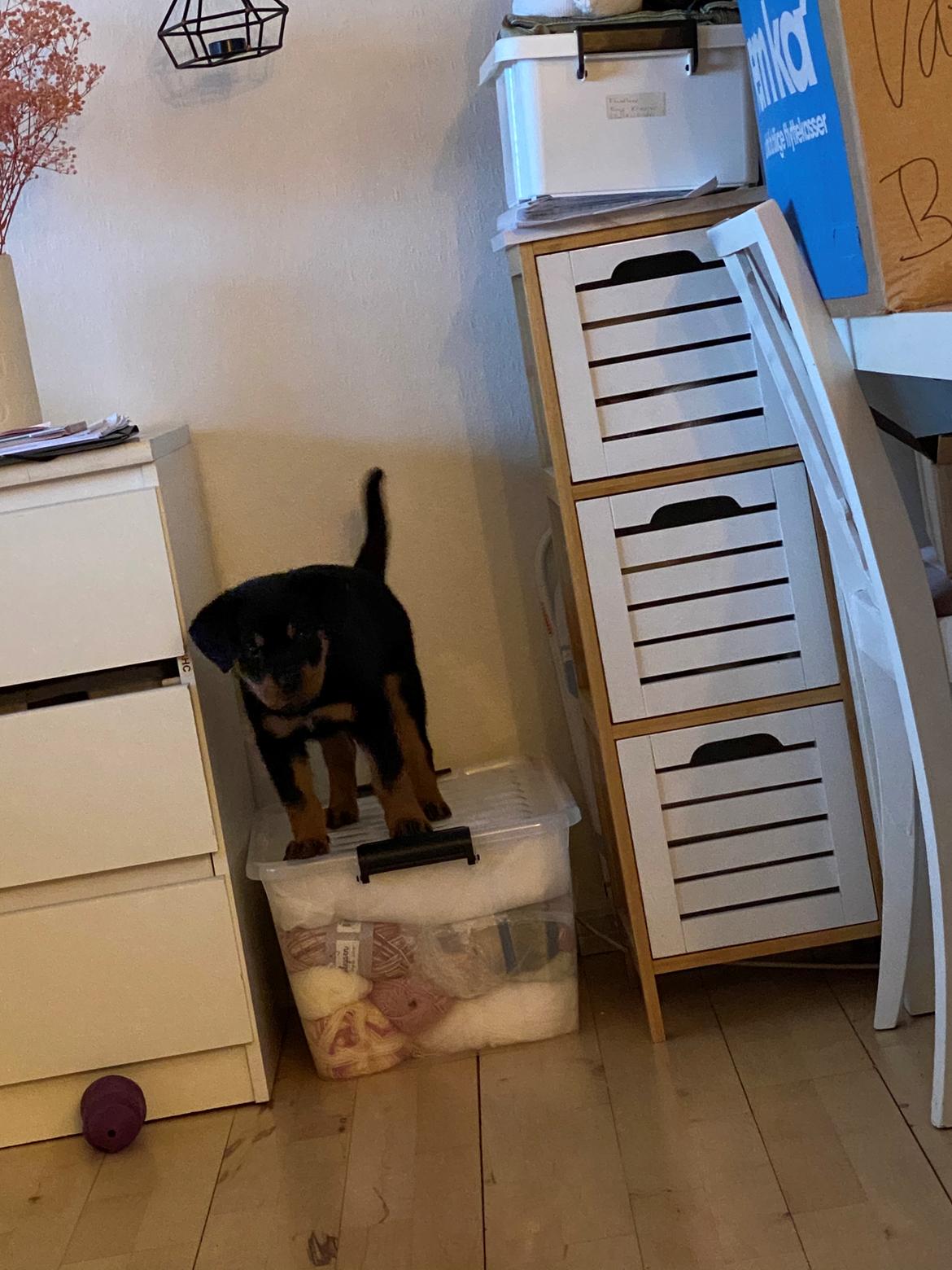 Rottweiler Ivy billede 6