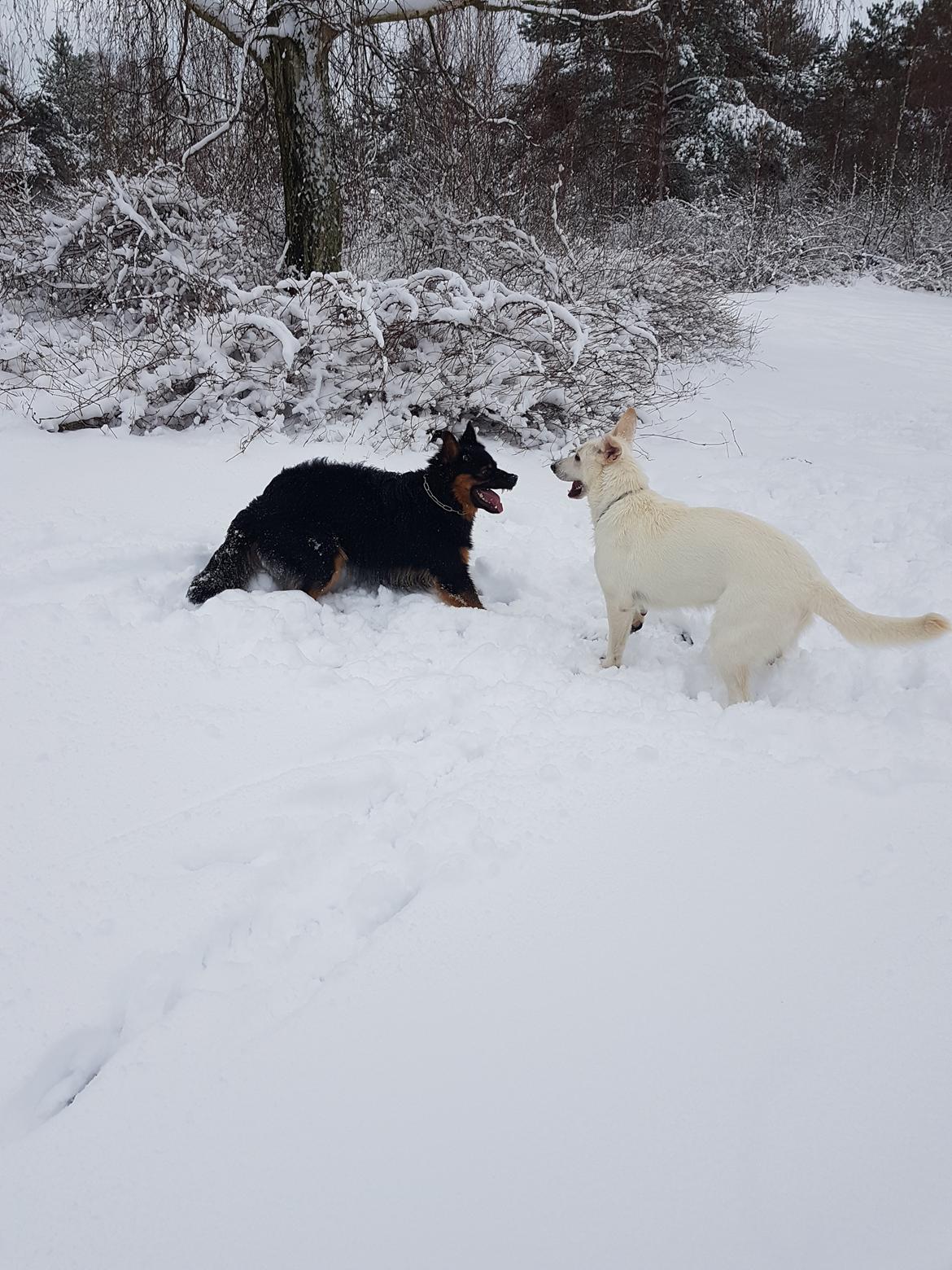 Hvid Schweizisk Hyrdehund Alba billede 7