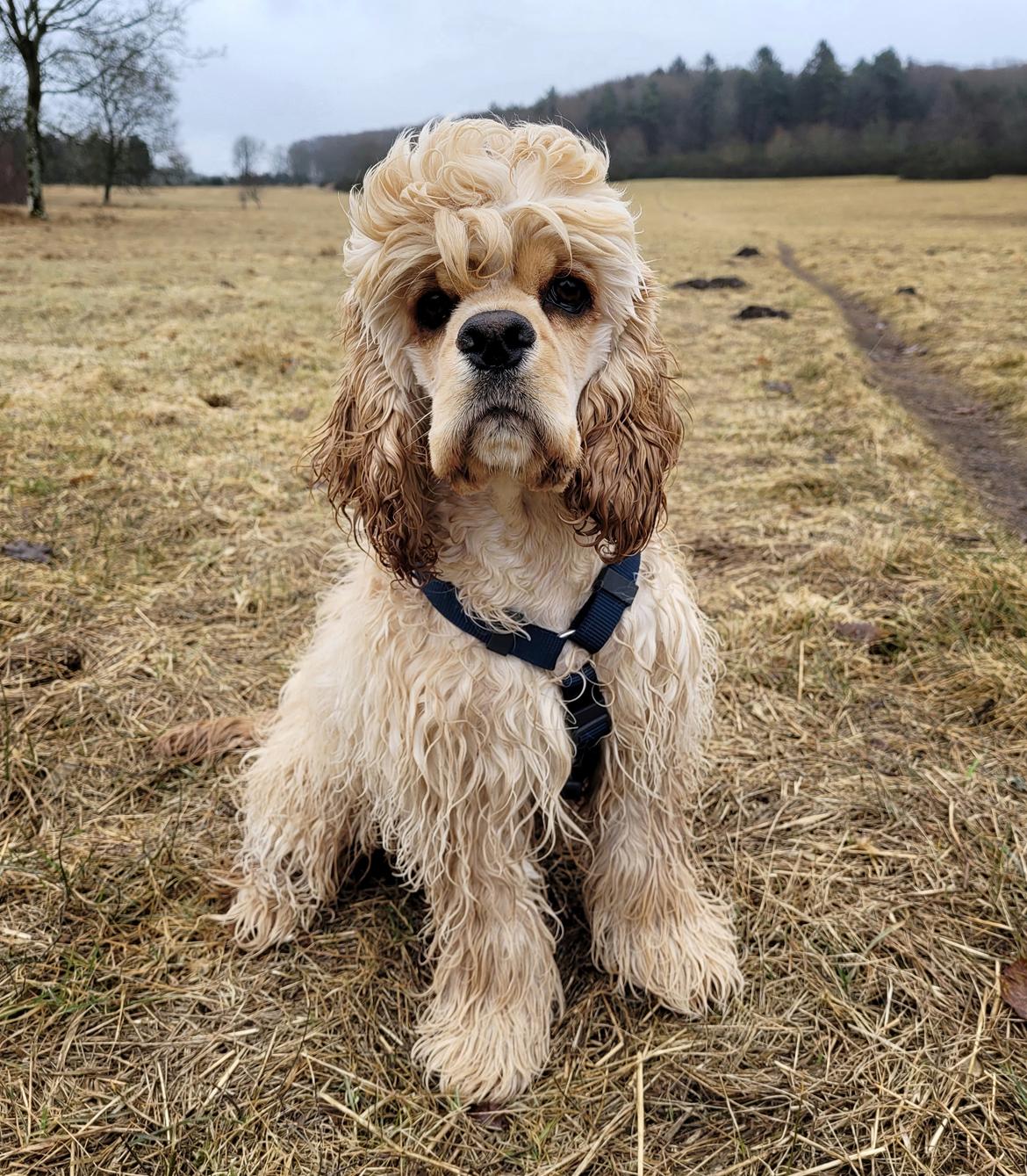 Amerikansk cocker spaniel Viggo Pedersen  billede 25