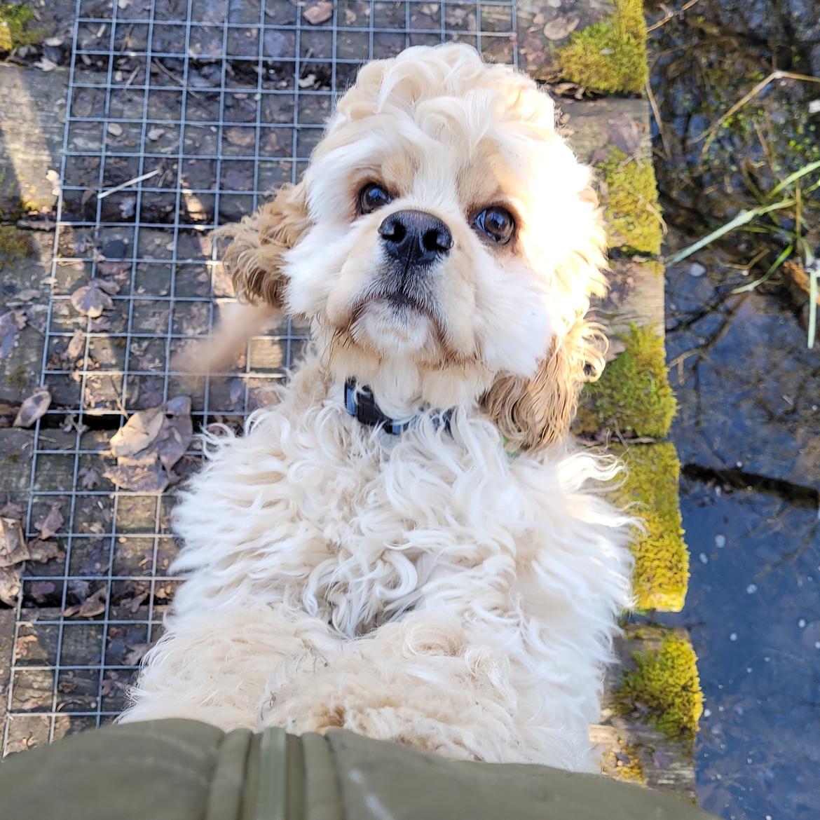 Amerikansk cocker spaniel Viggo Pedersen  billede 27