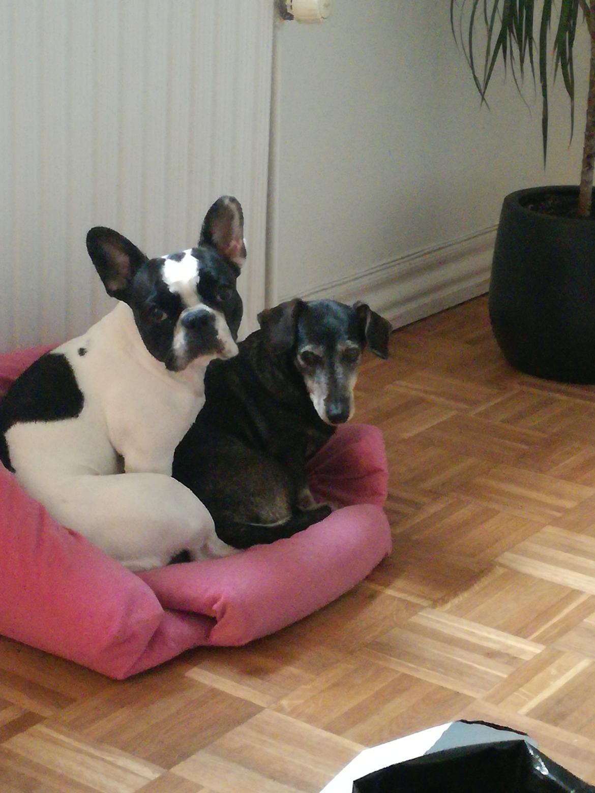 Gravhund Daisy billede 4