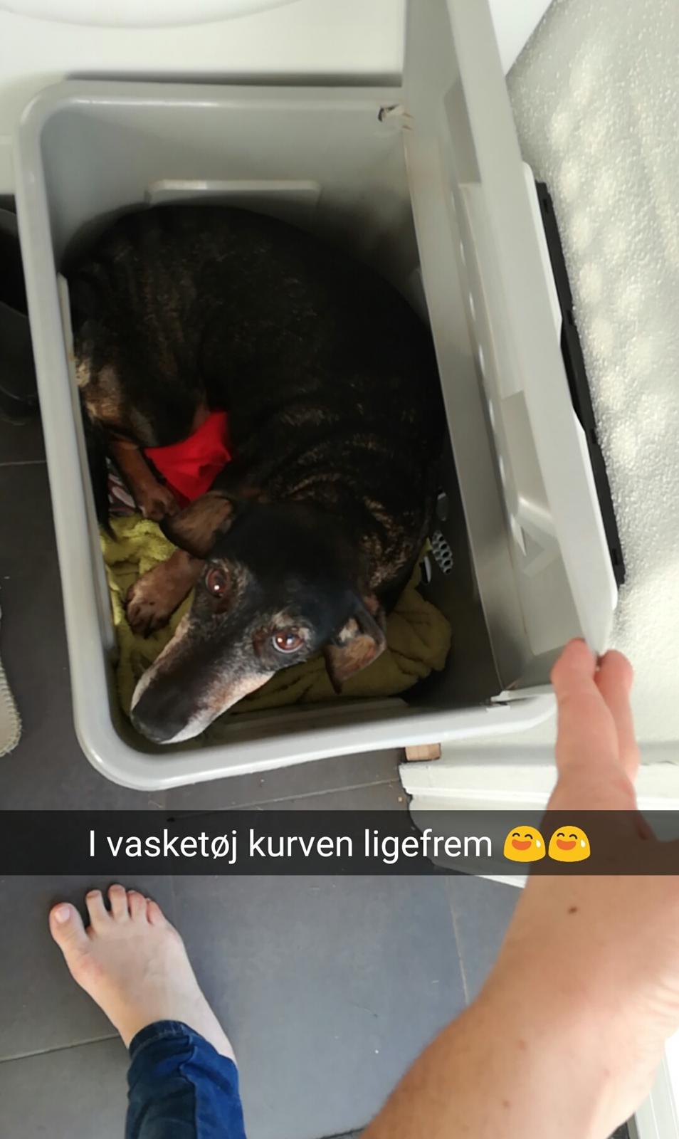 Gravhund Daisy billede 3