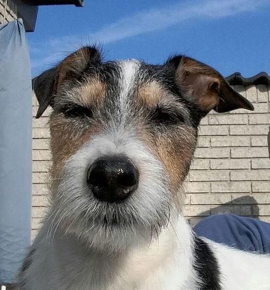 Jack russell terrier Hunni billede 1