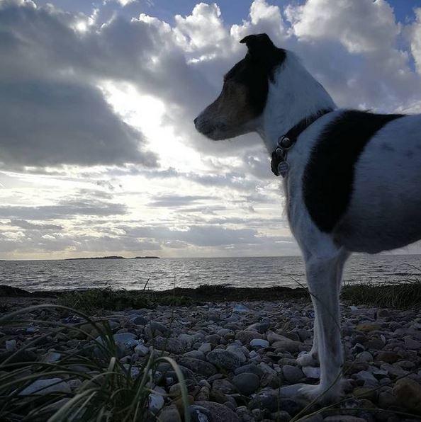 Jack russell terrier Hunni billede 3