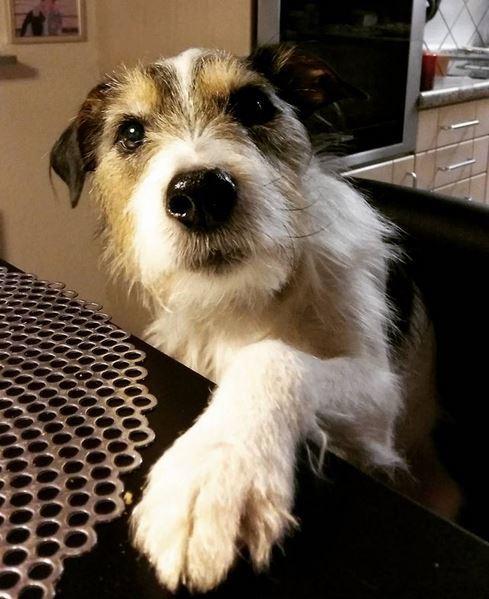 Jack russell terrier Hunni billede 6