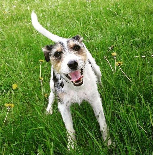 Jack russell terrier Hunni billede 7