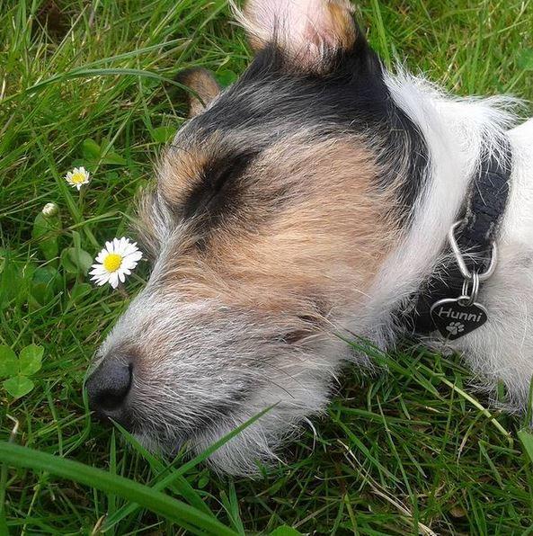 Jack russell terrier Hunni billede 9