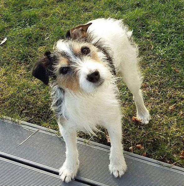 Jack russell terrier Hunni billede 2