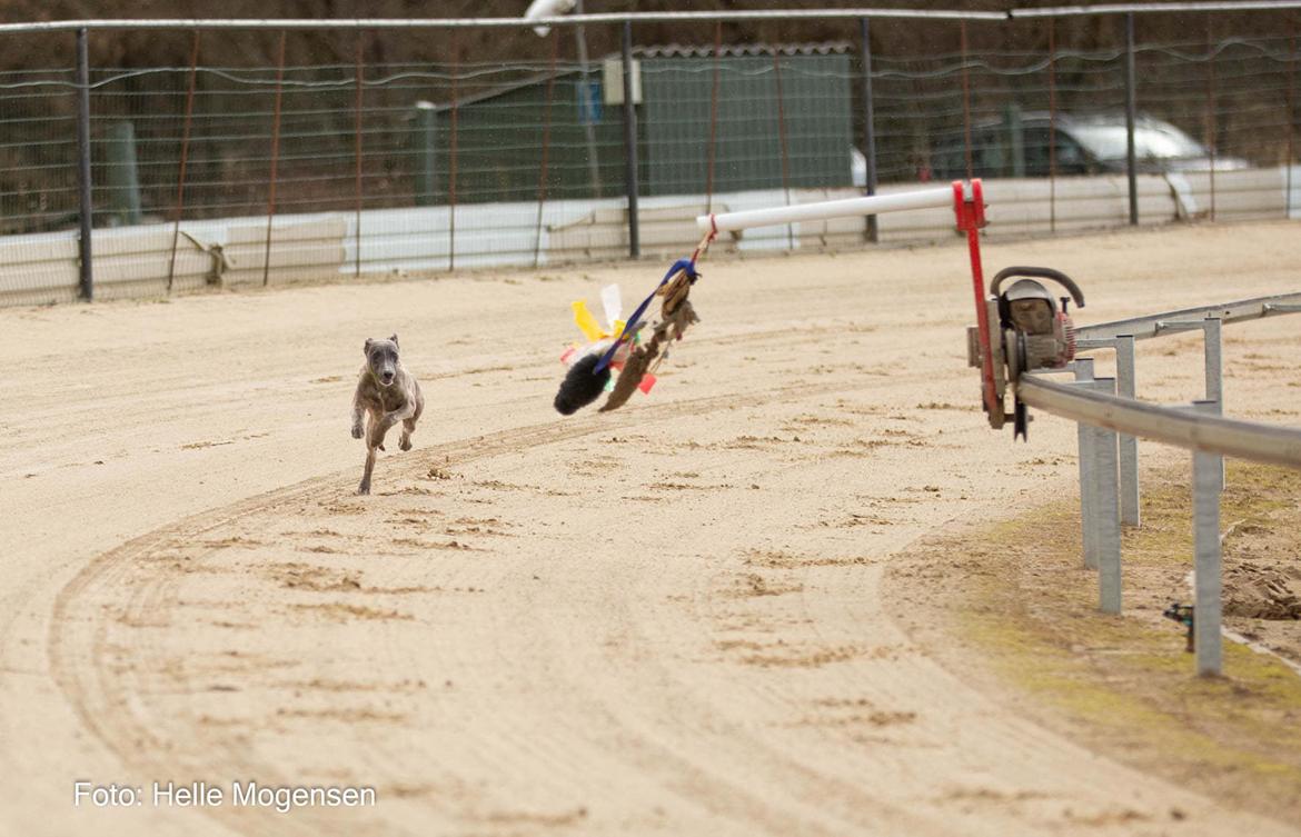 Whippet MeepMeep - 2. gang på banen med haremaskinen foran sig - allerede med fuld fokus på haren. 16 uger gammel 14/03-2021 billede 29