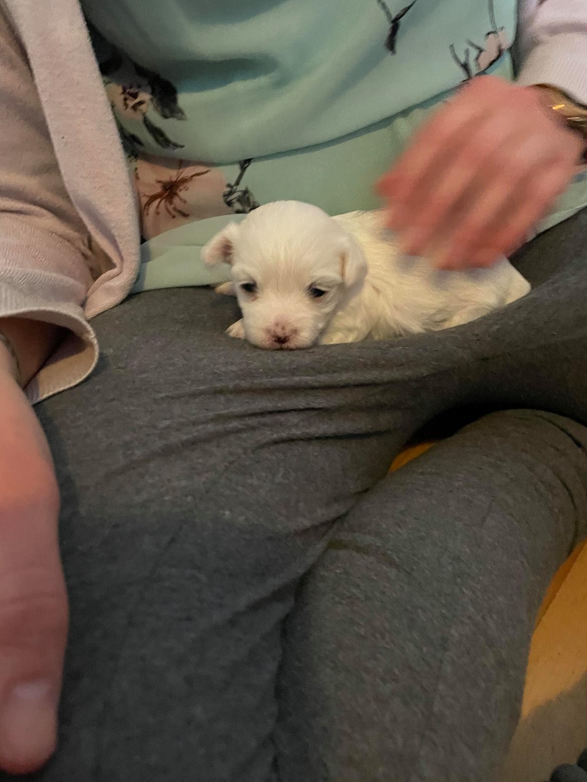 Malteser Lulu - 3 uger, sidder ved mor her og putter billede 6