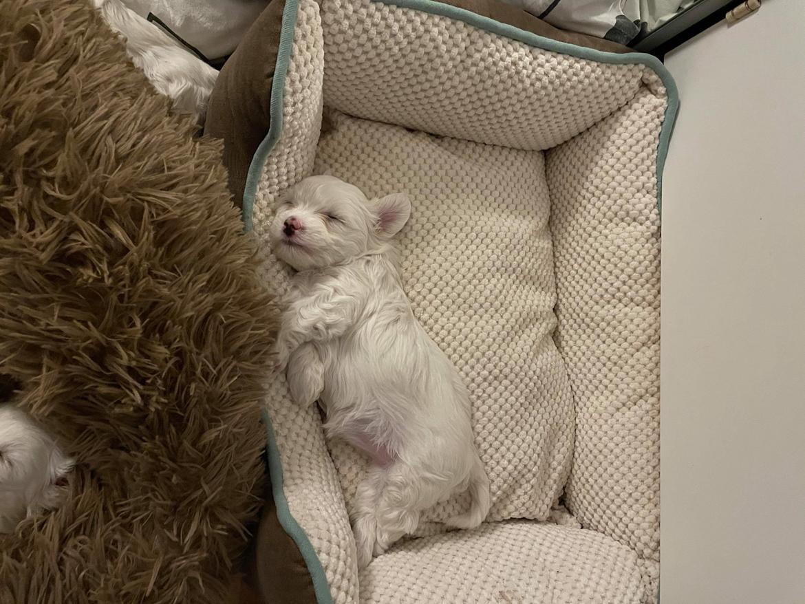 Malteser Lulu billede 10