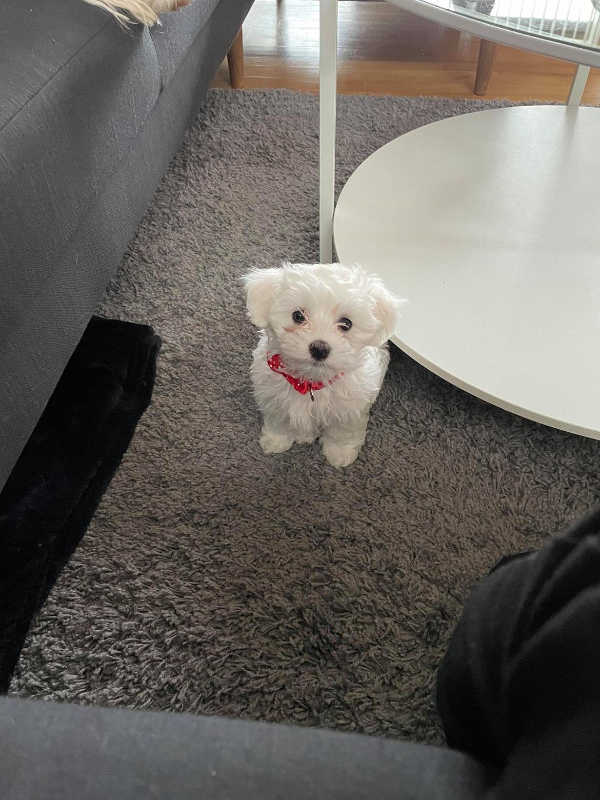 Malteser Lulu billede 12