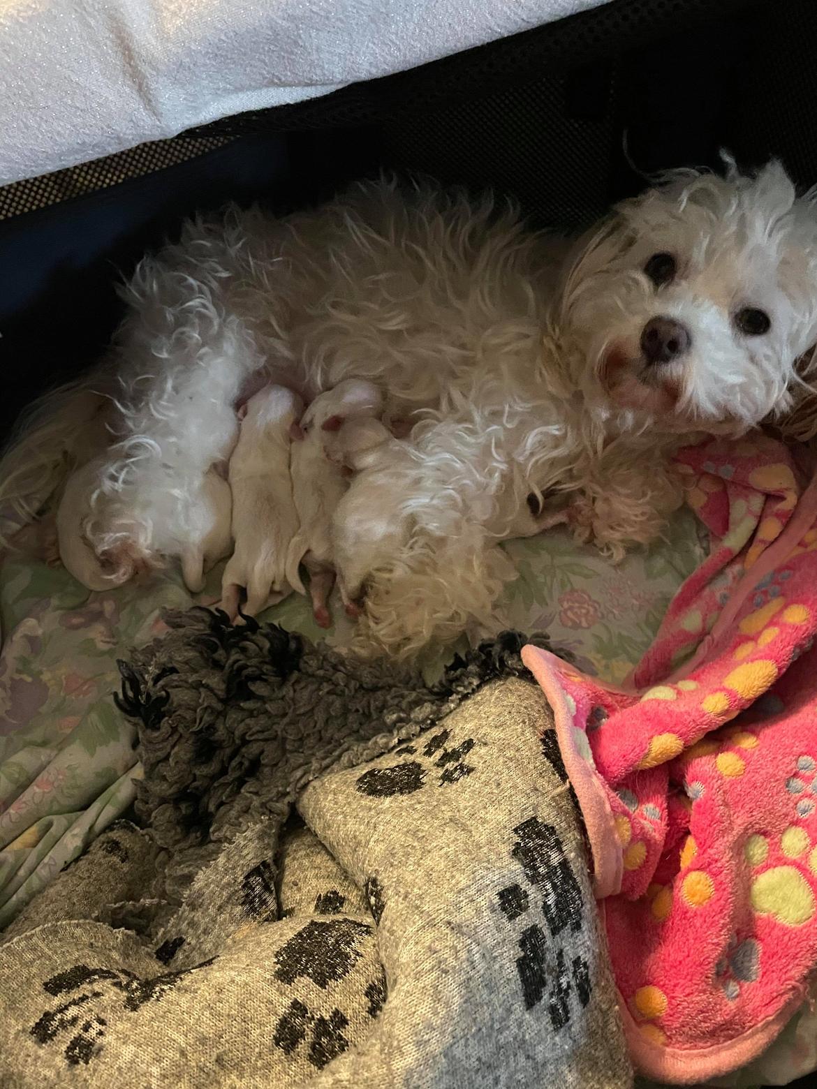 Malteser Lulu billede 19