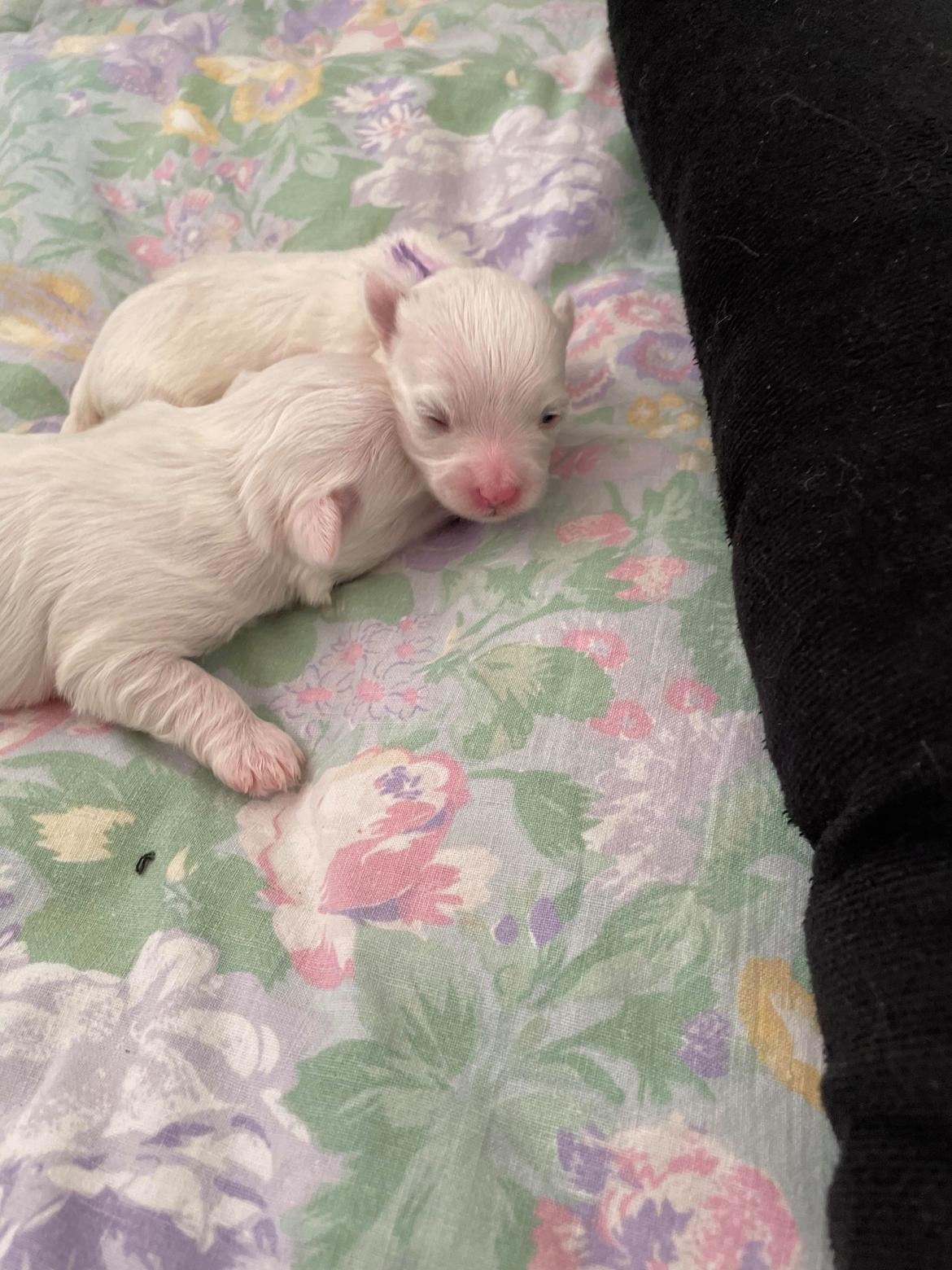 Malteser Lulu billede 20