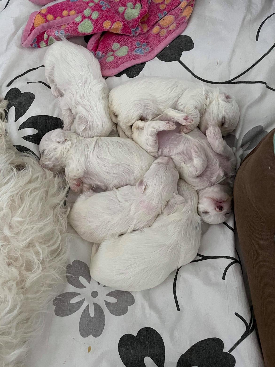 Malteser Lulu billede 26