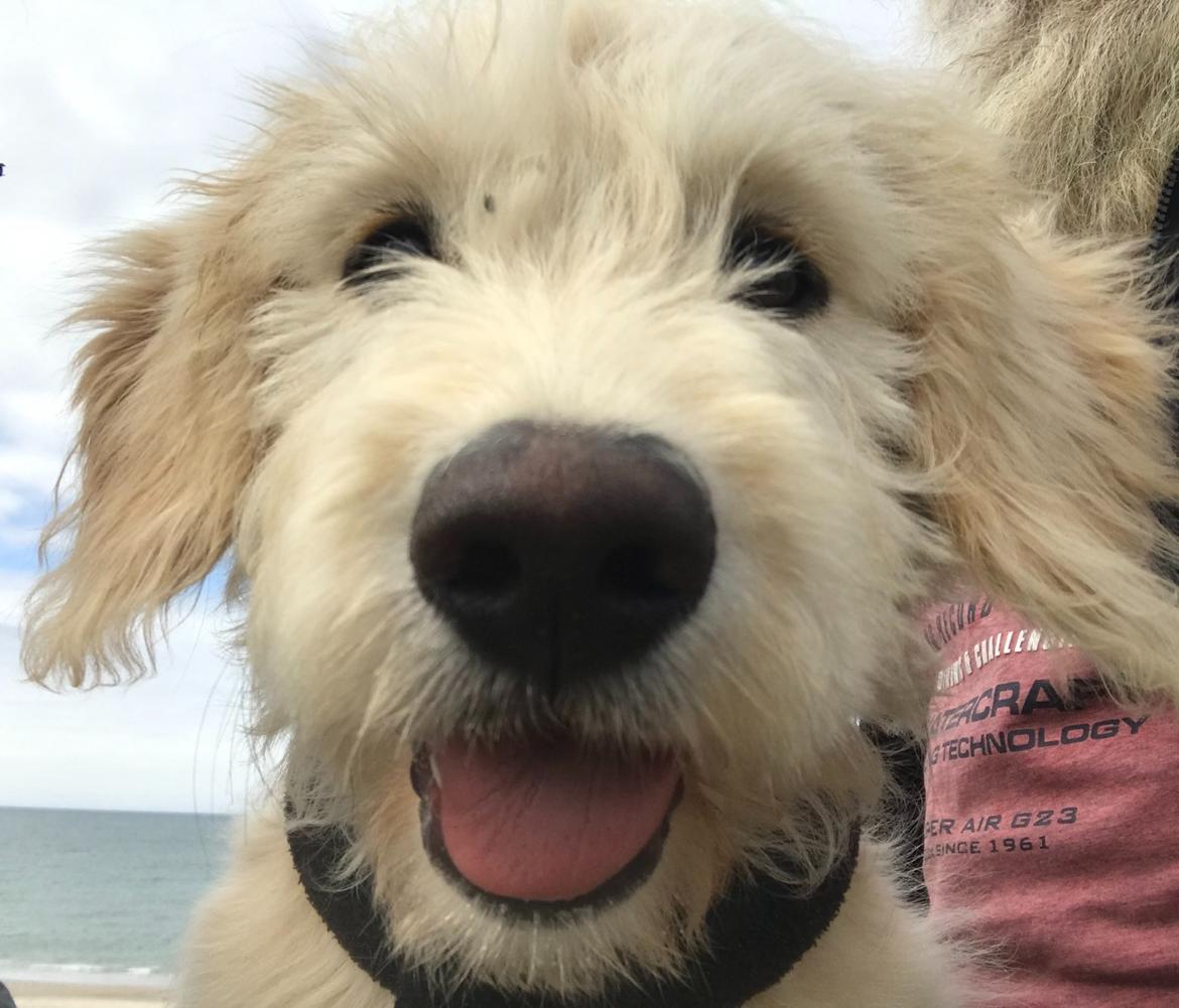 Blanding af racer Carla billede 2