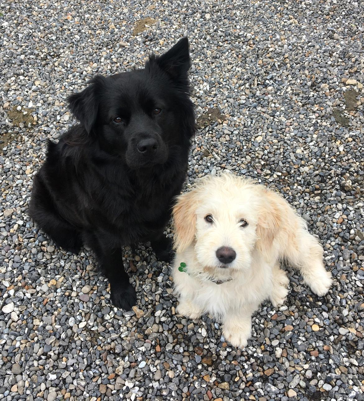 Blanding af racer Carla billede 4