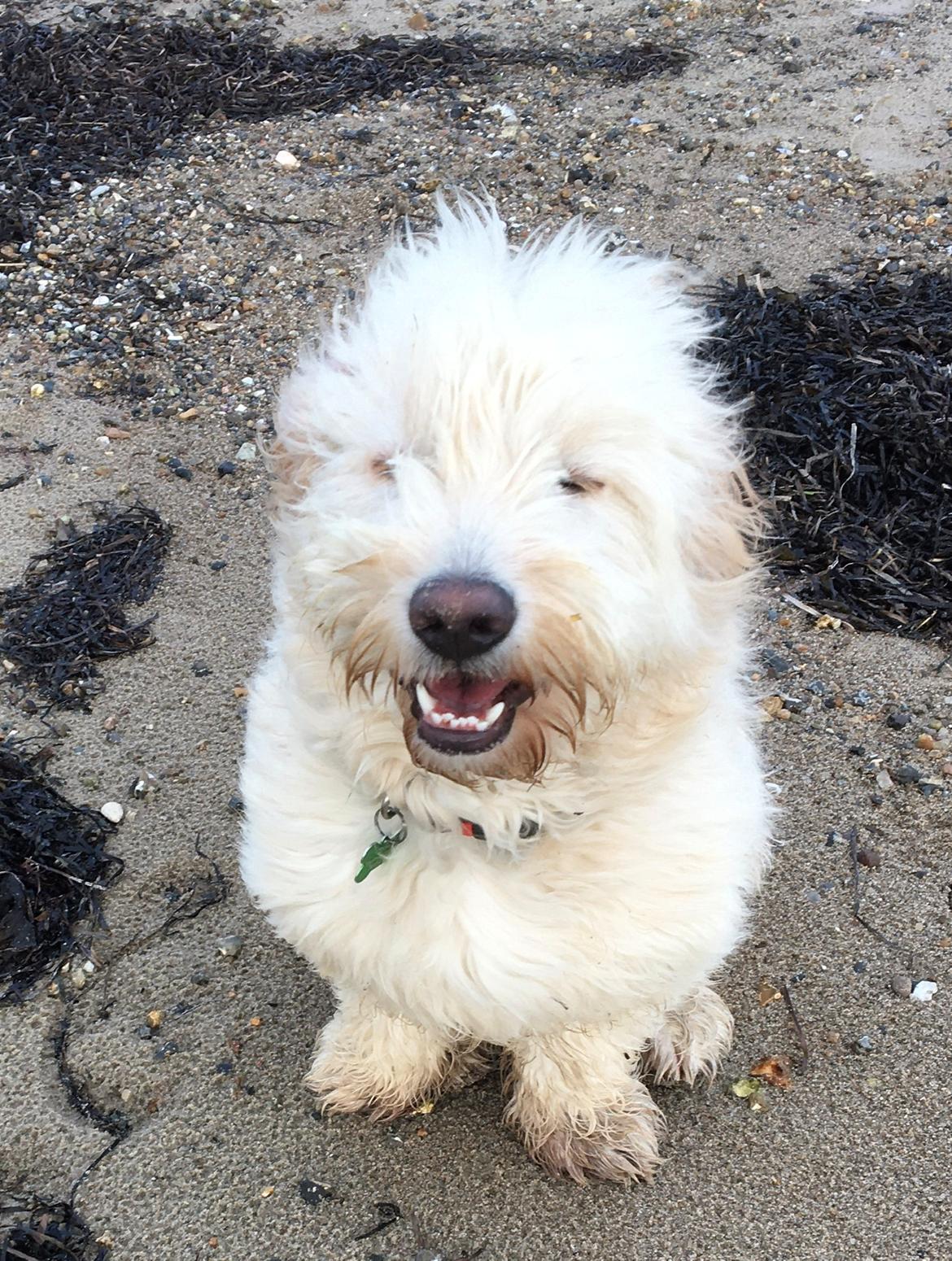 Blanding af racer Carla billede 7