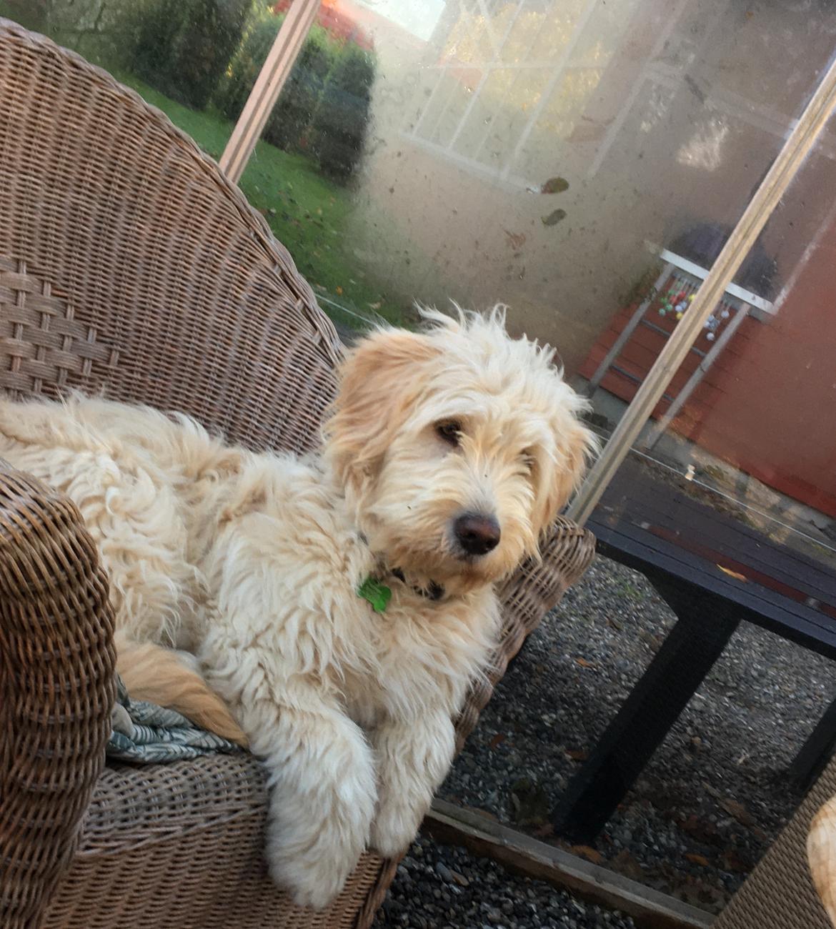 Blanding af racer Carla billede 11