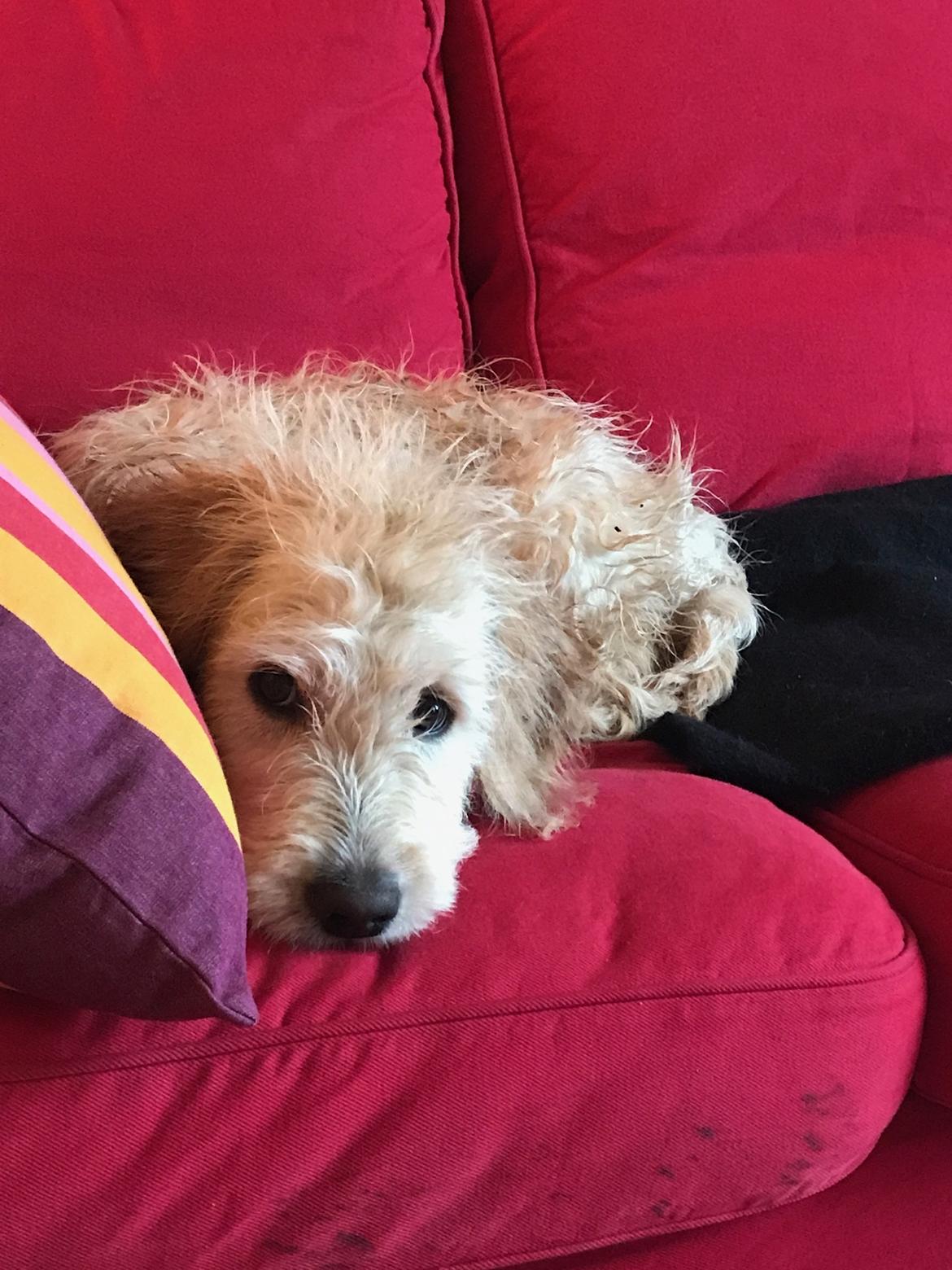 Blanding af racer Carla billede 12