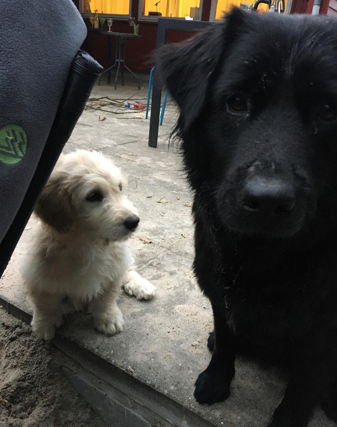 Blanding af racer Carla billede 16