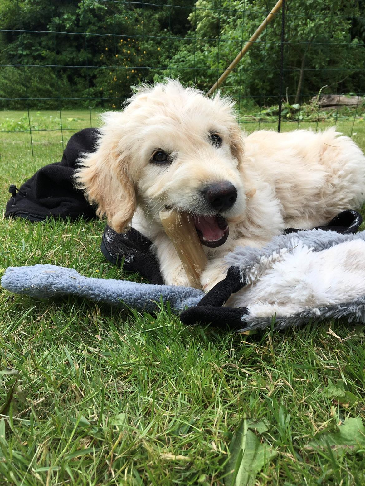 Blanding af racer Carla billede 14