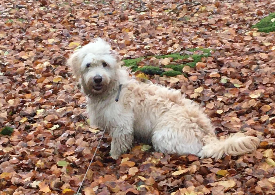 Blanding af racer Carla billede 3