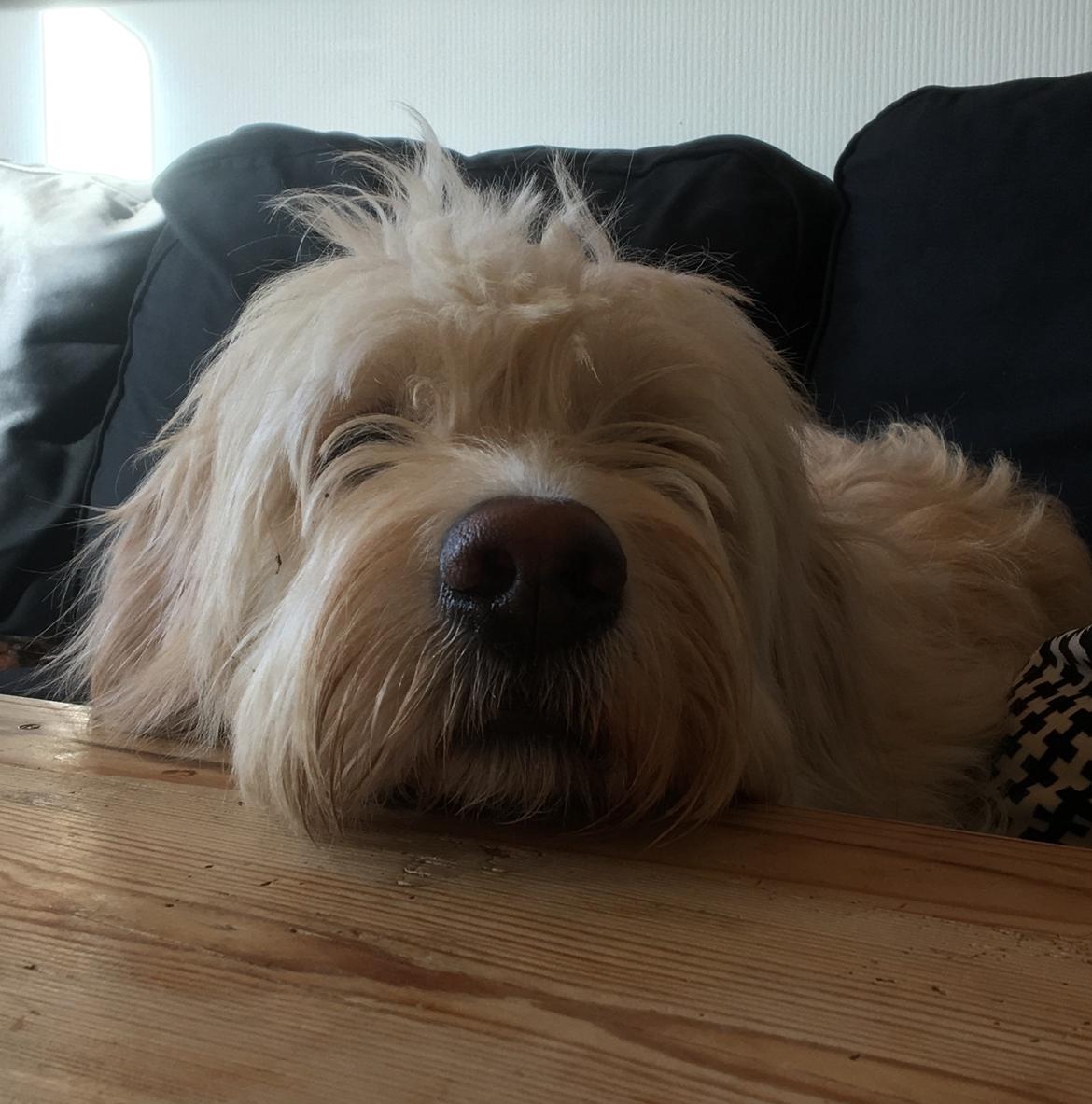 Blanding af racer Carla billede 1