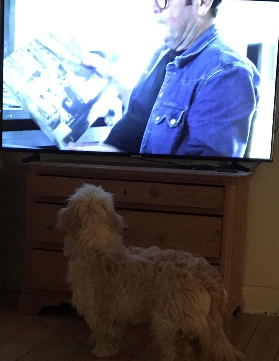 Blanding af racer Carla billede 6