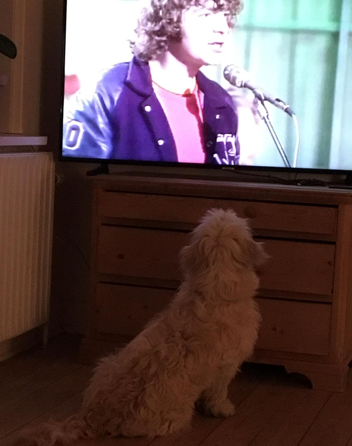 Blanding af racer Carla billede 9