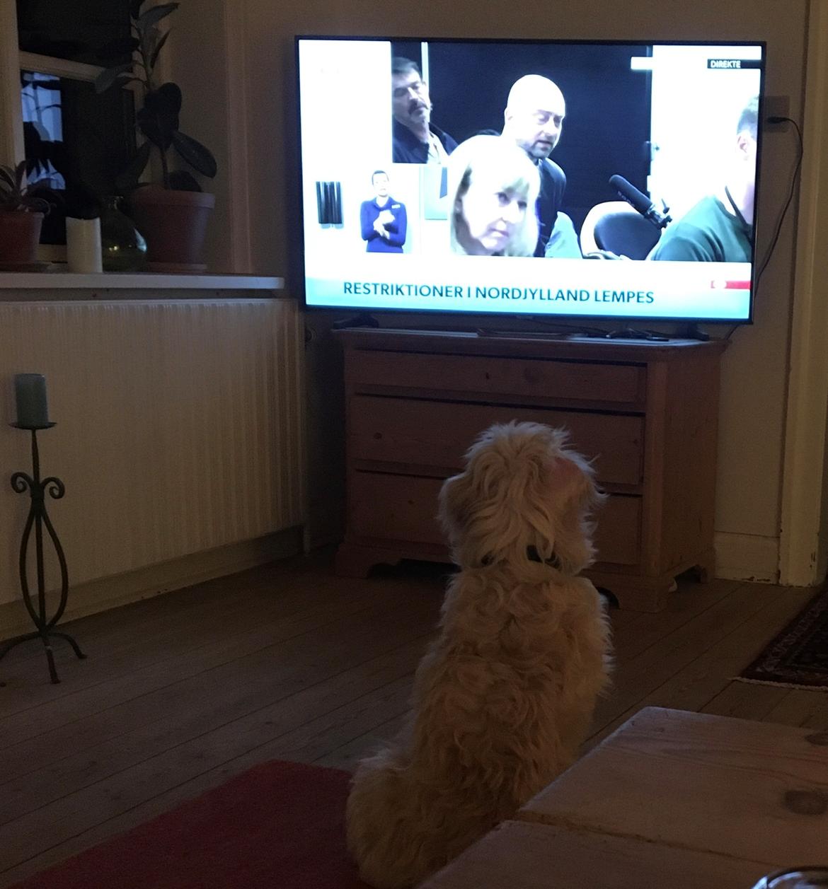 Blanding af racer Carla billede 10