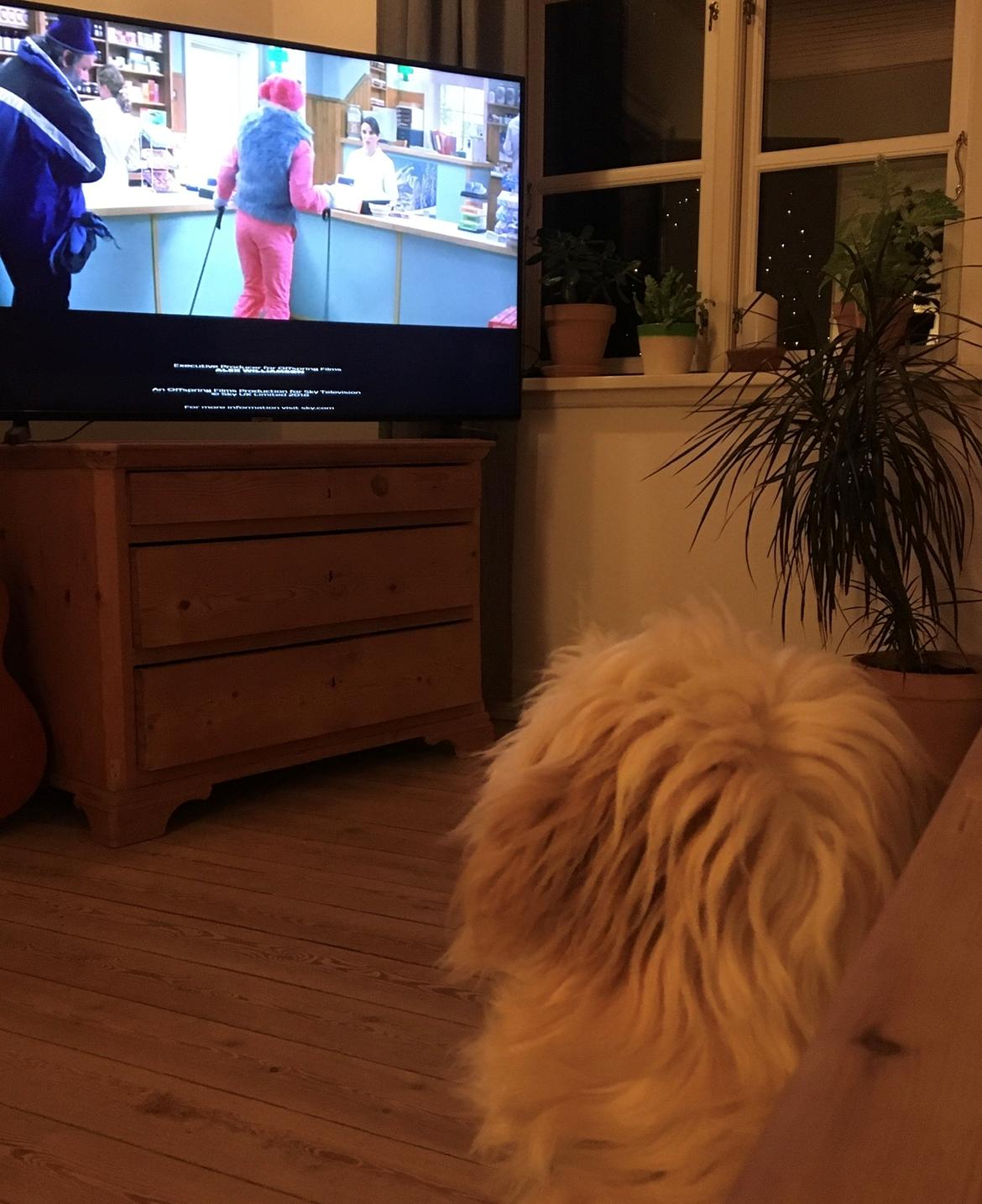 Blanding af racer Carla billede 13