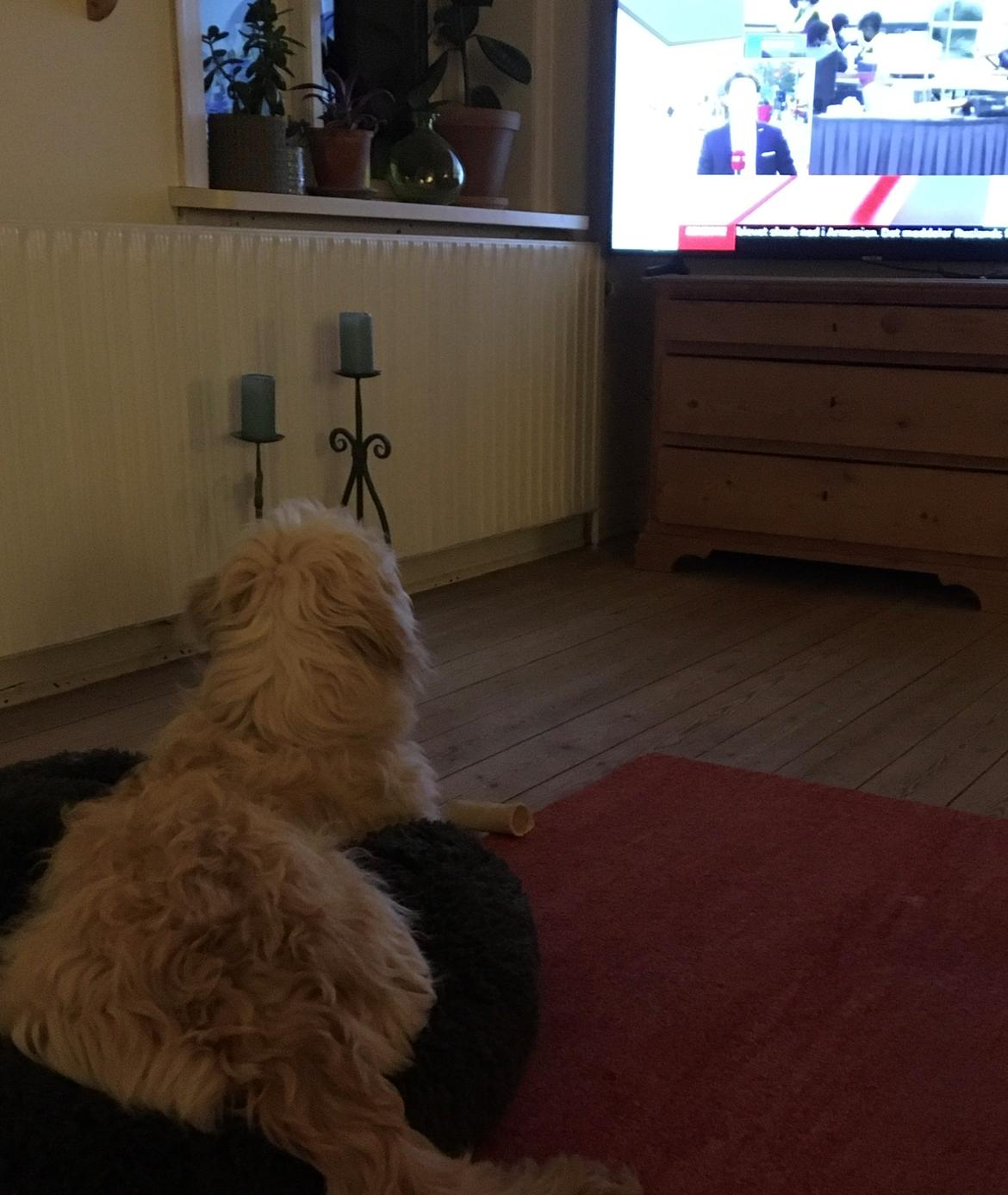 Blanding af racer Carla billede 5