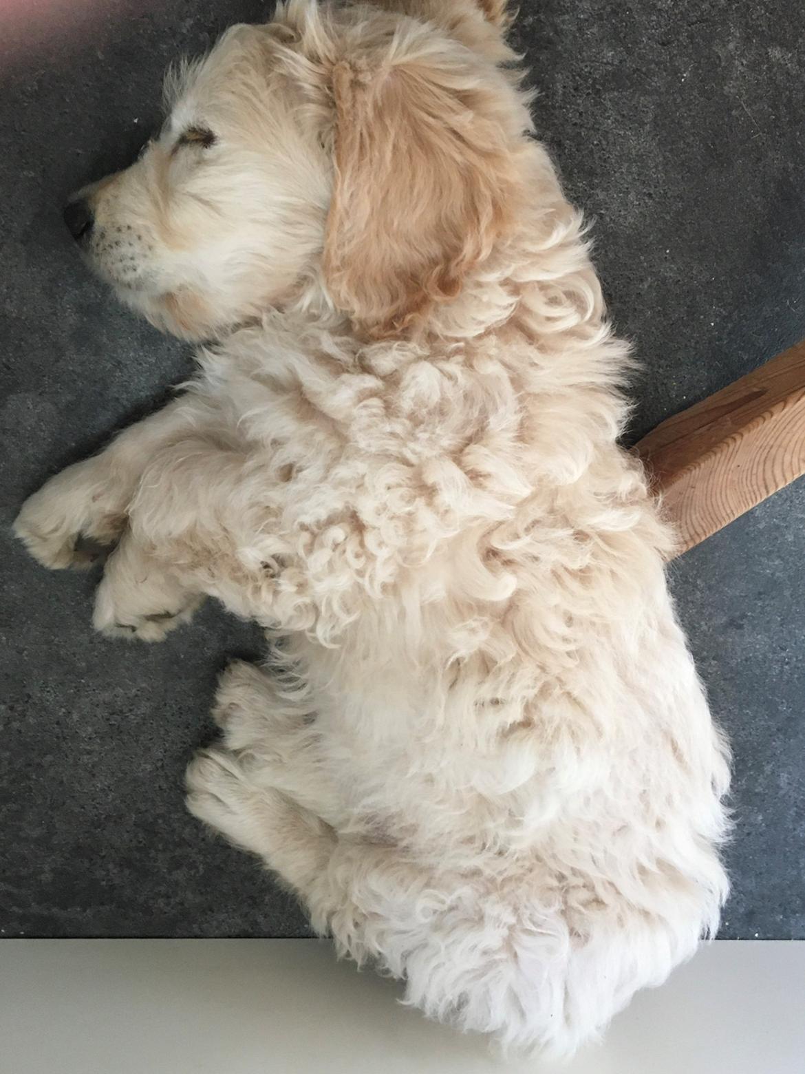 Blanding af racer Carla billede 17