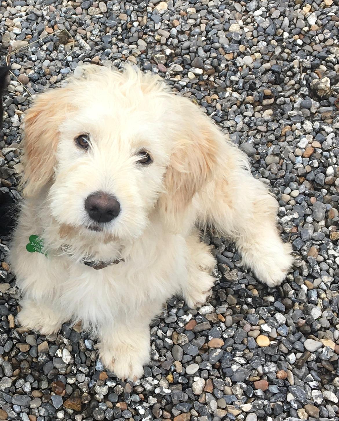 Blanding af racer Carla billede 20