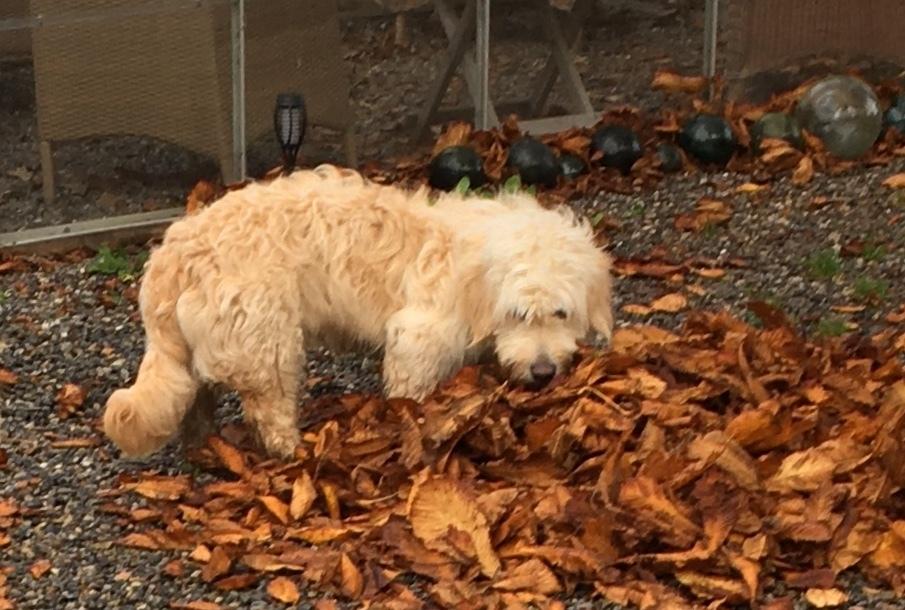 Blanding af racer Carla billede 21