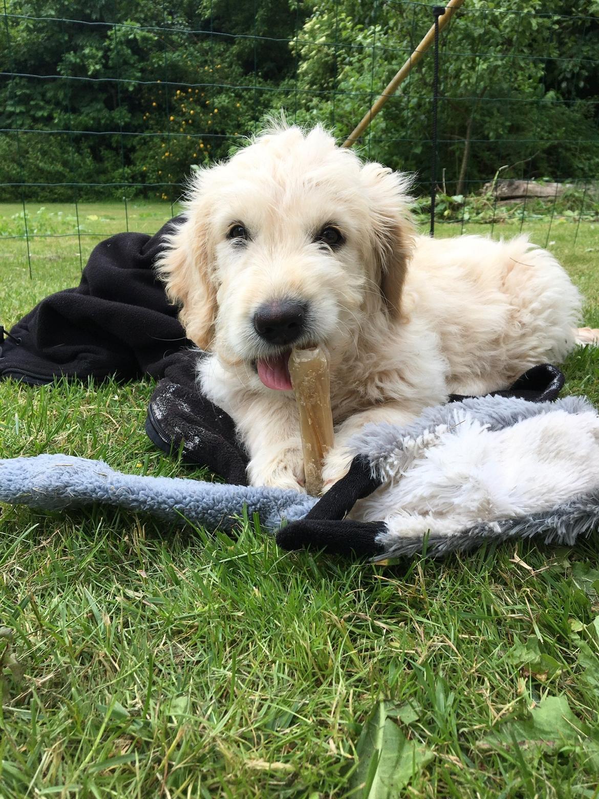 Blanding af racer Carla billede 22